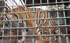 Для спасенного тигра из приюта Карена Даллакяна хотят построить бассейн