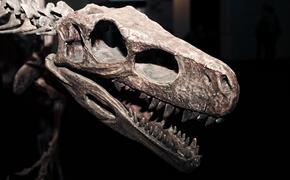 Ученые нашли в останках динозавра, жившего на Земле 76 млн лет назад, раковую опухоль