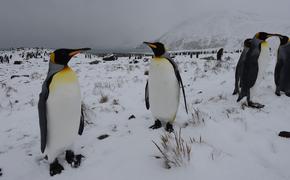 Внук Жак-Ива Кусто предсказал скорое исчезновение пингвинов в Антарктиде