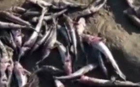 В Краснодаре выясняют причины массовой гибели мальков осетровых в реке Кубань
