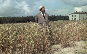 ДОМ.РФ уничтожил единственную в мире многолетнюю пшеницу