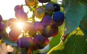«Фанагория» начинает сезон сбора винограда