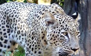 Посадят за леопарда: кубанец попал под следствие за экологическое преступление