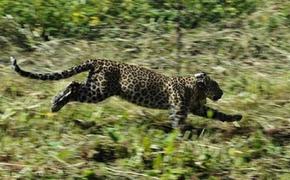Из Кавказского биосферного заповедника в дикую природу выпустили двух леопардов