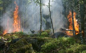 Четыре лесных пожара охватили Кубань одновременно