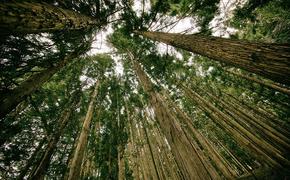 Южноуральских журналистов приглашают принять участие в конкурсе «Зеленое перо»