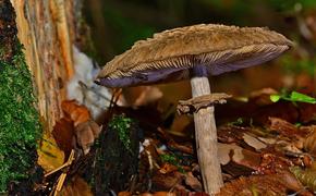 Южноуралец впал в кому, поужинав грибами-зонтиками