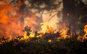 Природный пожар разгорелся в Сочи