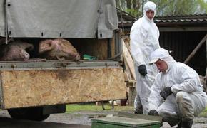 Жители села в Хабаровском крае задыхаются от вони сожженных свиней