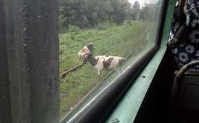 Движение трамвая в Хабаровске остановили отдыхающие на рельсах коровы