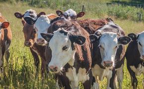 В Адыгее стадо коров на рельсах задержало электрички