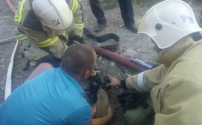 В Тимашевске пожарные спасли щенка из горящей квартиры