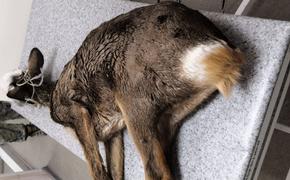 В Хабаровске спасли раненую косулю, приплывшую к людям 