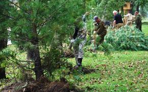 Более 60 га леса будет восстановлено в Хабаровском крае