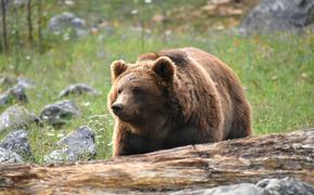 В Хабаровске на детскую площадку заглянул медведь