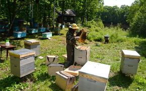 Власти поддержат хабаровских пчеловодов