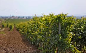 На Кубани продолжают развивать виноделие