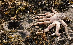 На Камчатке в акватории Тихого Океана уничтожено 95% кормовой базы морских обитателей