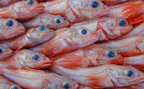 В этом году на Сахалине рыбаки поймали  более  88  тонн  шипощёка