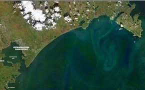 Проясняется ситуация с отравлением Халактырского пляжа и Авачинской бухты 