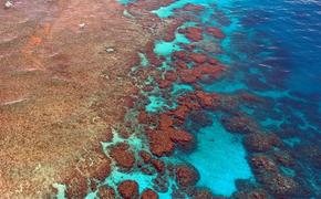 Ученые: исчезла половина кораллов Большого Барьерного рифа