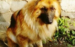 В Челябинске прекратил существование питомник служебных собак