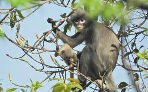 В Азии нашли новый вид обезьян. Они уже вымирают