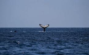 Ученые нашли исчезнувшего голубого кита