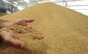 В России продолжают расти цены на зерно