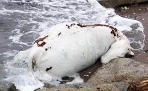 Жители Новороссийска обнаружили мёртвую корову на берегу моря