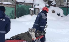 Кубанские спасатели вытащили собаку из снежного плена