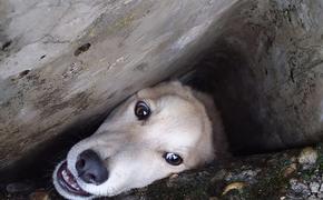 Кубанские спасатели вызволили застрявшую между бетонными плитами собаку