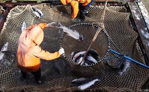 Эксперт: рыбу в Амуре должны охранять промышленники 