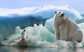 Шведская журналистка описала планы РФ на Арктику фразой из мульфильма «Маша и Медведь»
