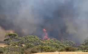 Спасти леса от пожаров можно выжиганием