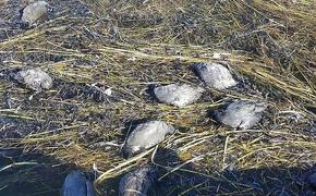 В Дагестане зафиксирована массовая гибель птиц
