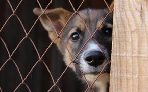 В Хабаровском крае взялись за отлов бездомных собак