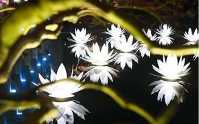 В парке Галицкого демонтируют светящиеся лотосы