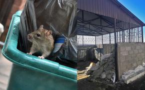 Контейнерные площадки новых микрорайонов Иркутска оккупировали крысы
