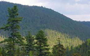 В Хабаровском крае к восстановлению леса приступят в мае