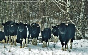 Загадки реинтеграции крупного рогатого скота в дикую природу