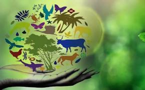 Как сохранить биологическое разнообразие планеты​