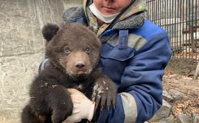 В хабаровском зоопарке родился медвежонок