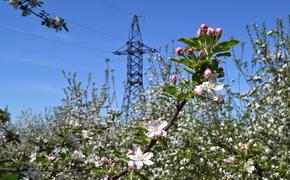 Энергетики филиала «Россети Кубань» обеспечили электроэнергией 49 объектов АПК