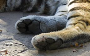 В Хабаровском крае нашли обезглавленного амурского тигра