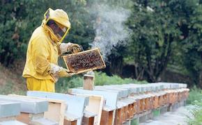 Хабаровские аграрии просят пчеловодов о помощи