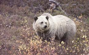 Изменения климата в Арктике приводят к скрещиванию белых медведей с гризли