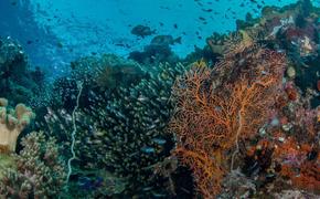 Ученые установили причины и последствия глобального изменения морского биоразнообразия