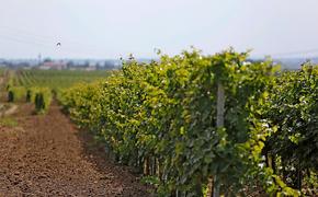 Инвентаризацию земель под виноградники проведут на Кубани