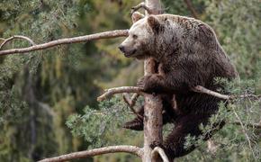 В российских лесах увеличилась численность хищников